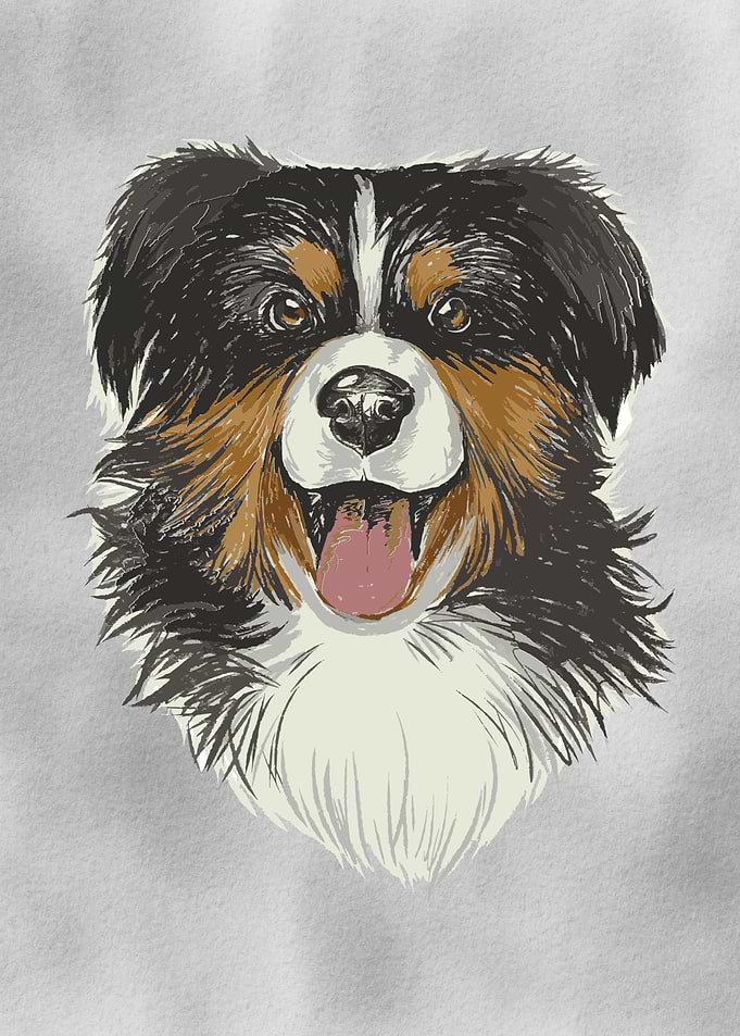 Australian Shepherd