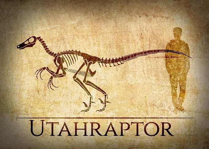 Utahraptor Skeleton