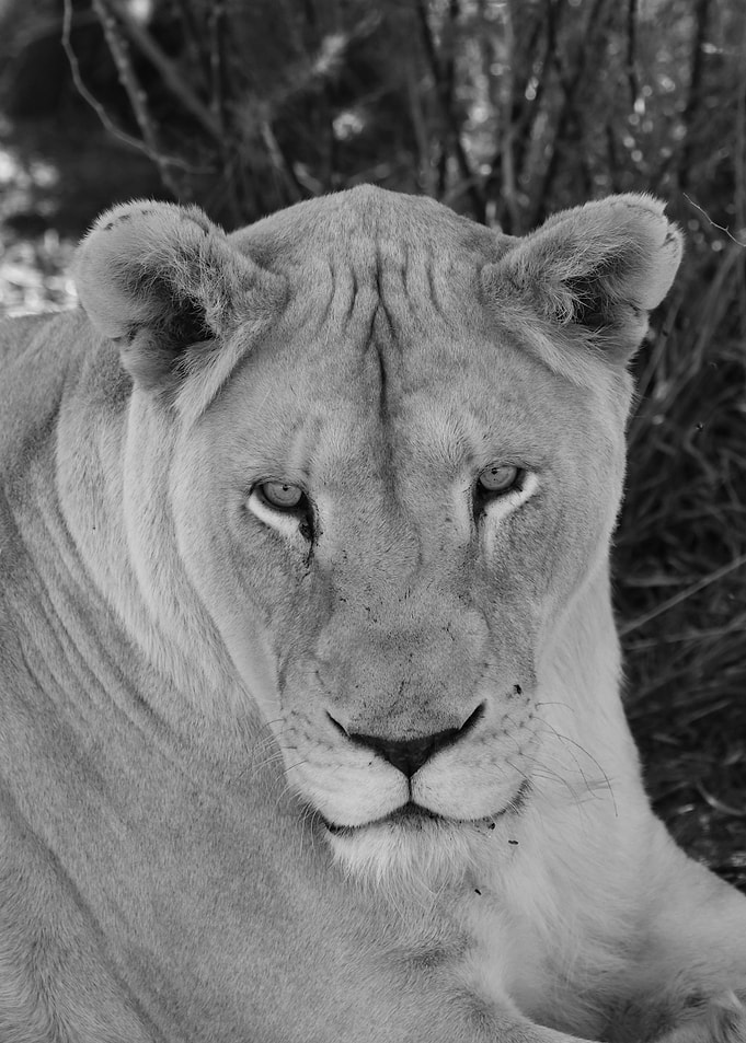 White Lioness 2227 bw