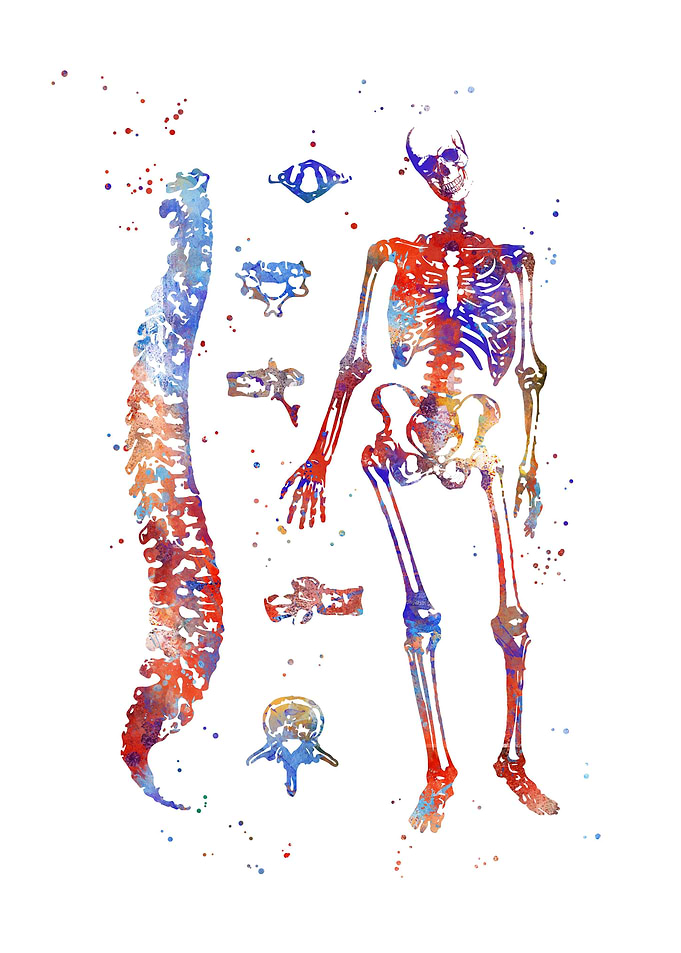 Human anatomy