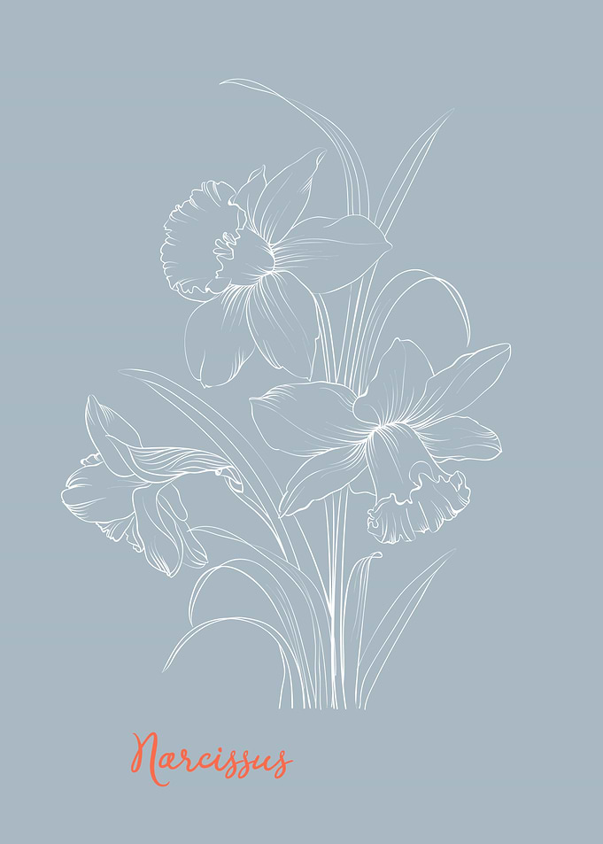 Narcissus Flower