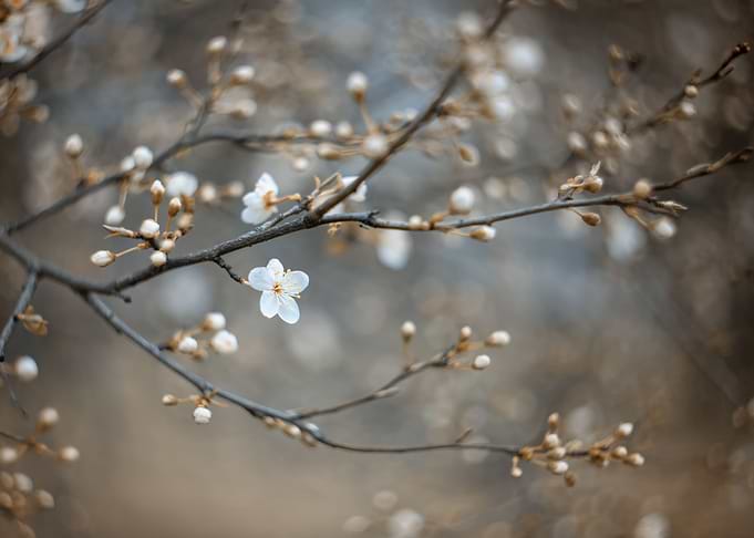 Spring trees, white flower