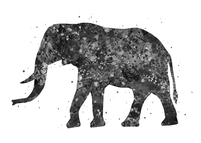 Elephant animal