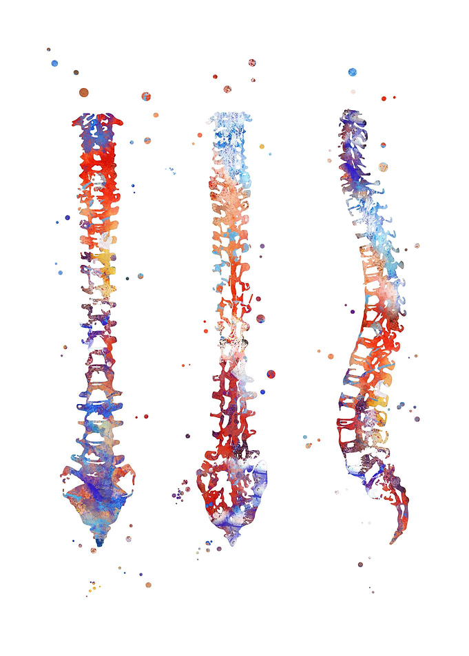 Spine