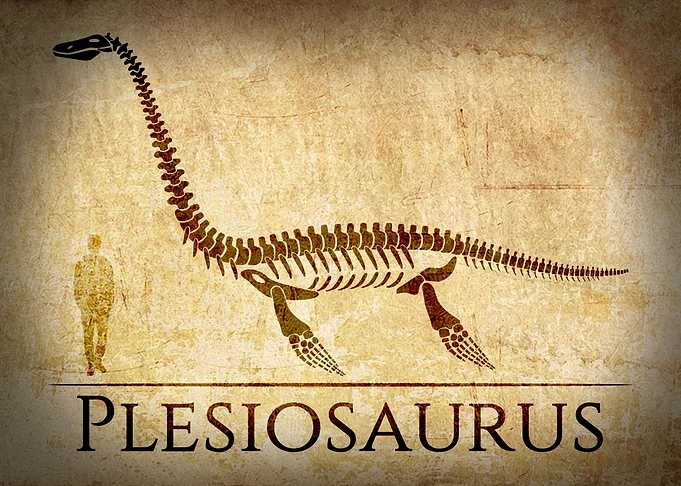 Plesiosaurus Skeleton