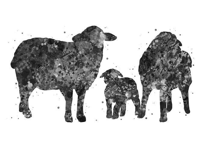 Sheep family