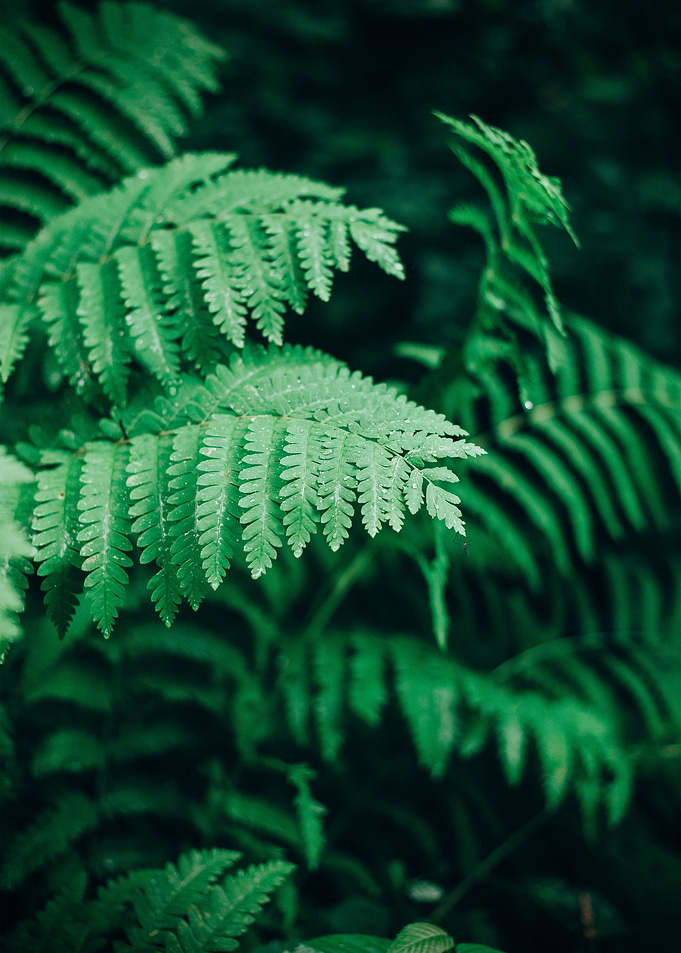 plant leaves 26