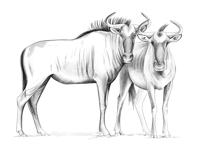 Wildebeests