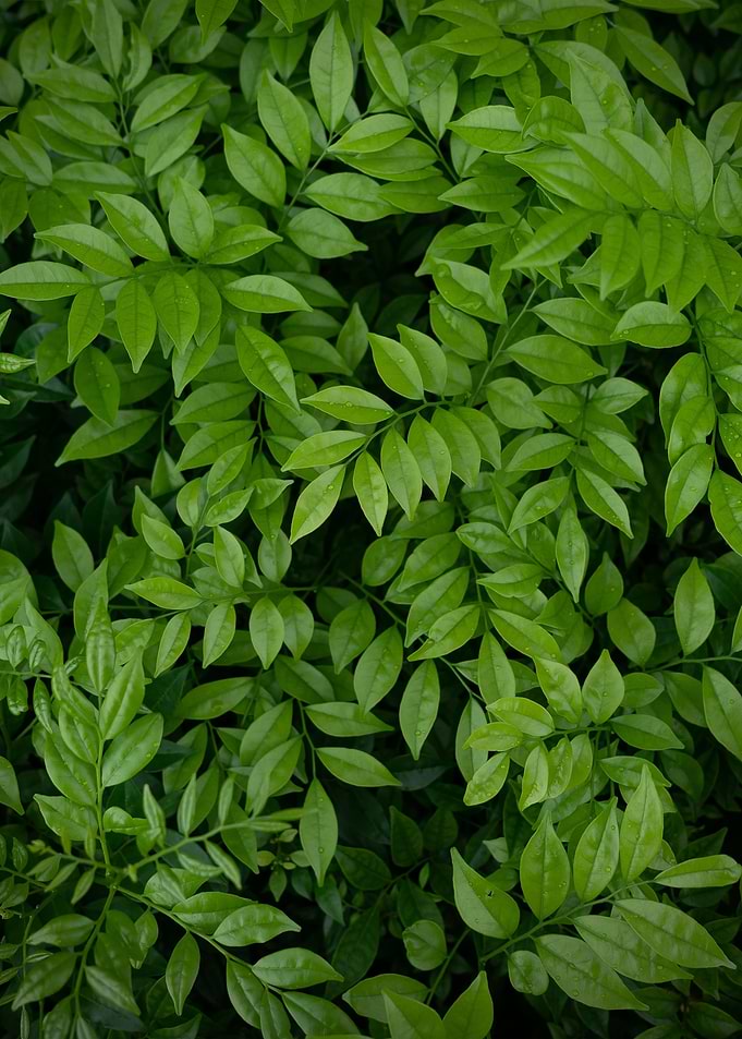 plant leaves 23