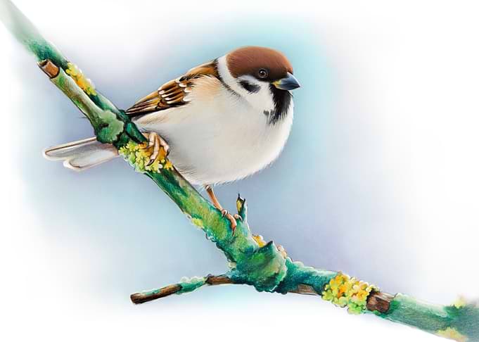 Sparrow