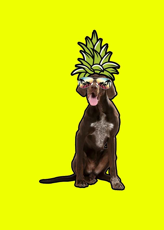 Funny German Shorthair