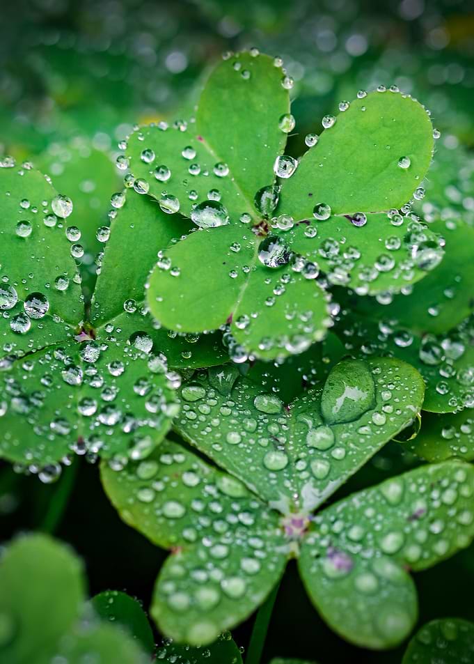 plant leaves 24