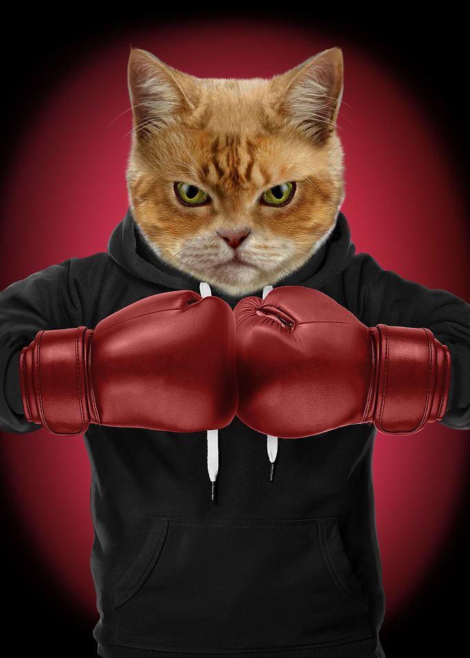 Boxer Cat