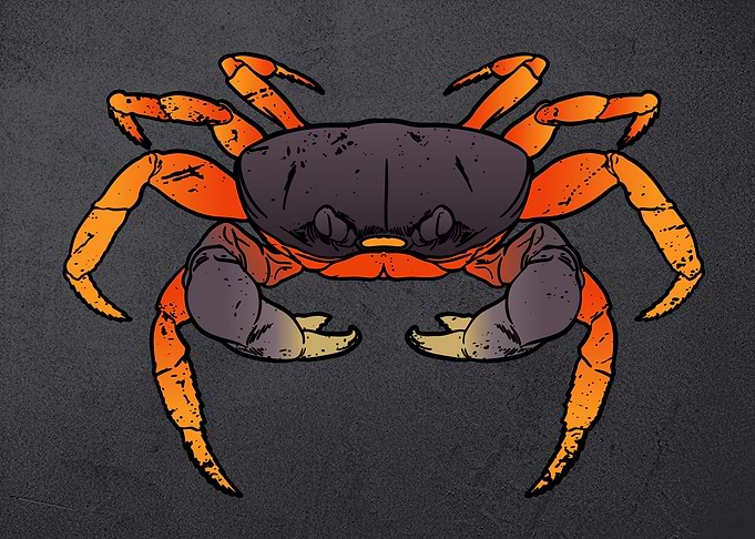 Hard king crab