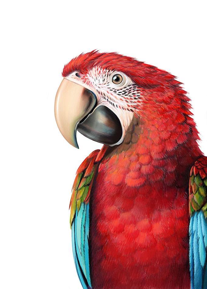 Macaw parrot
