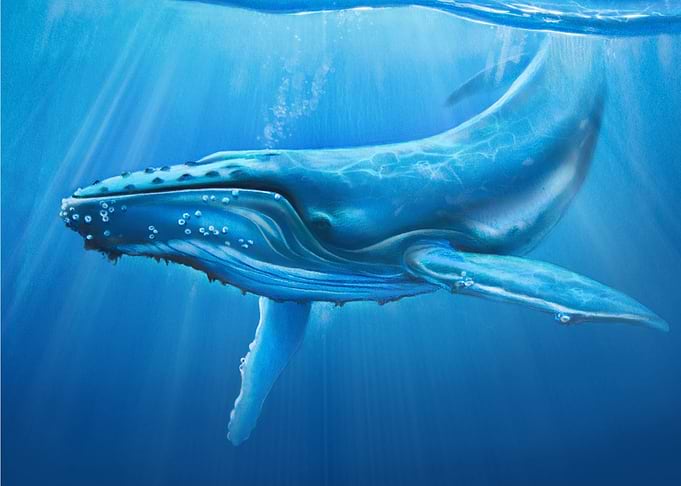 Humpback whale