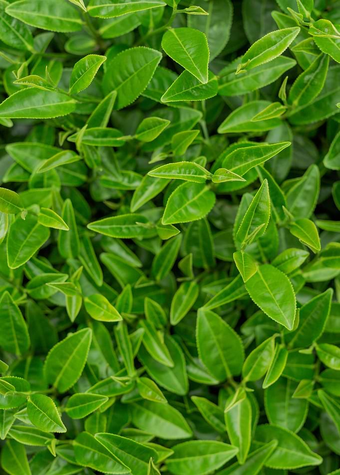 plant leaves 28