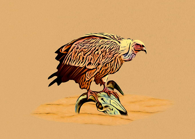 Vulture