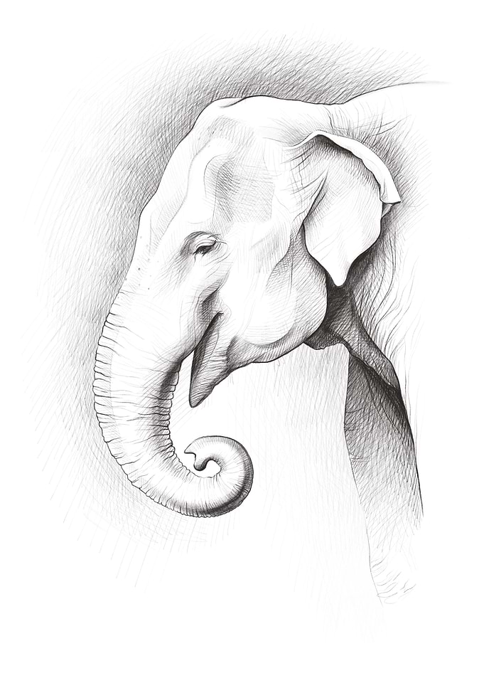 Asian elephant