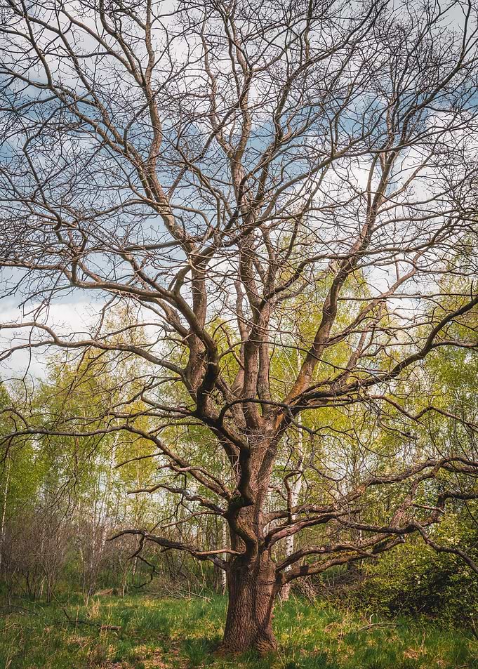 Wishes Tree