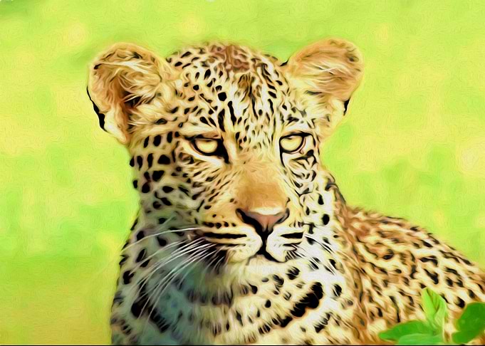 Leopard portrait