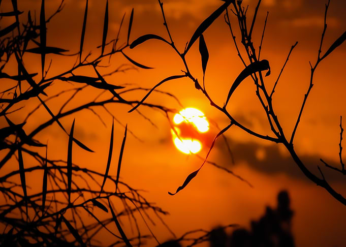 sun oval orange plant