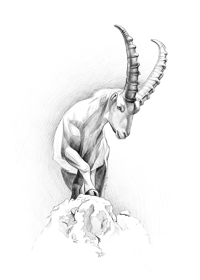 Capra Ibex