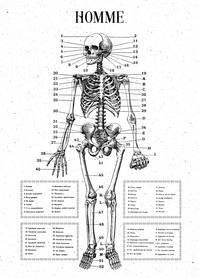 medicine anatomy