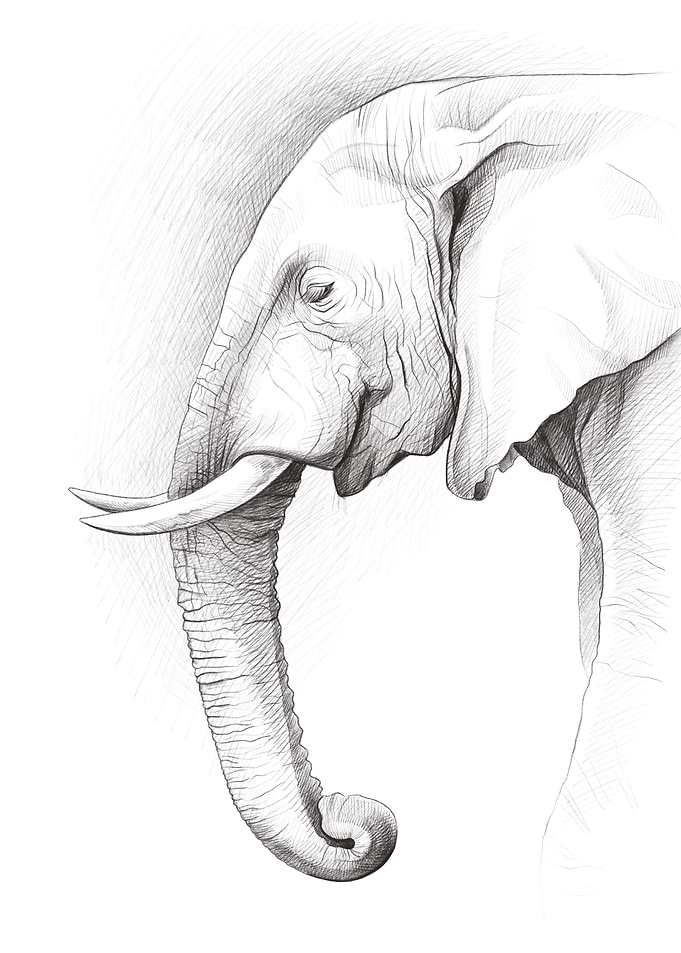African bush elephant