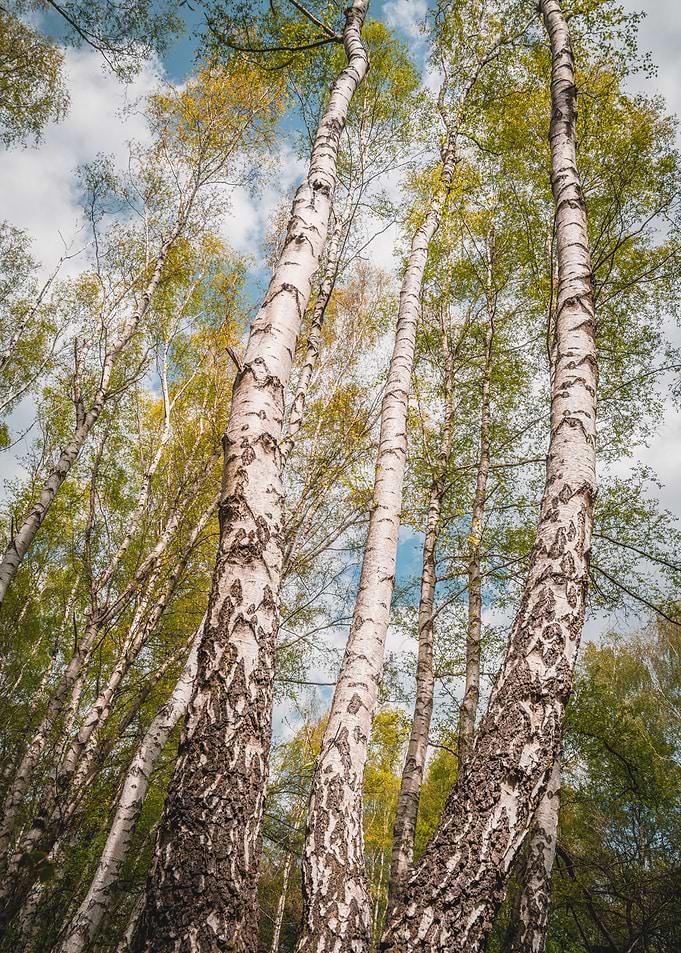 Birch Forest