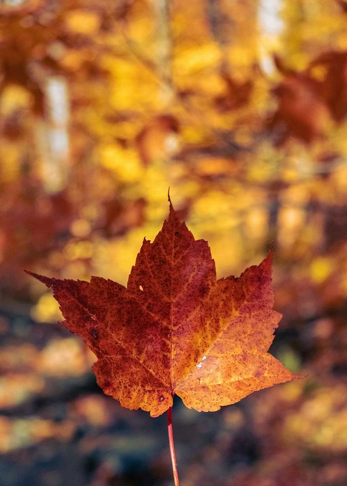 plant leaves 31