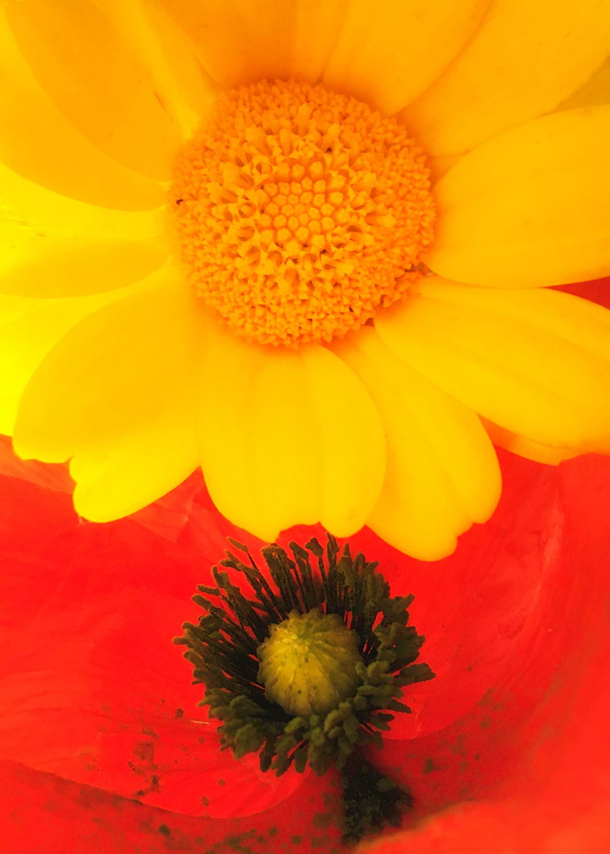 SPRING LOVE