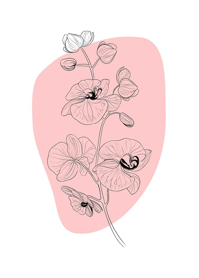 Abstract Flower Orchid