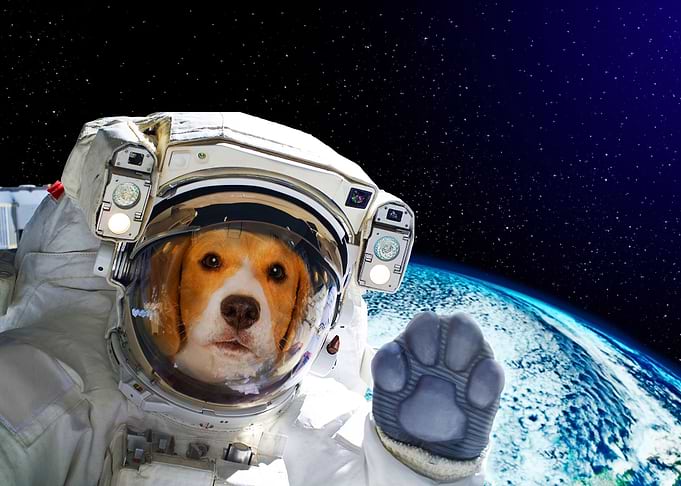 Funny Dog Astronaut