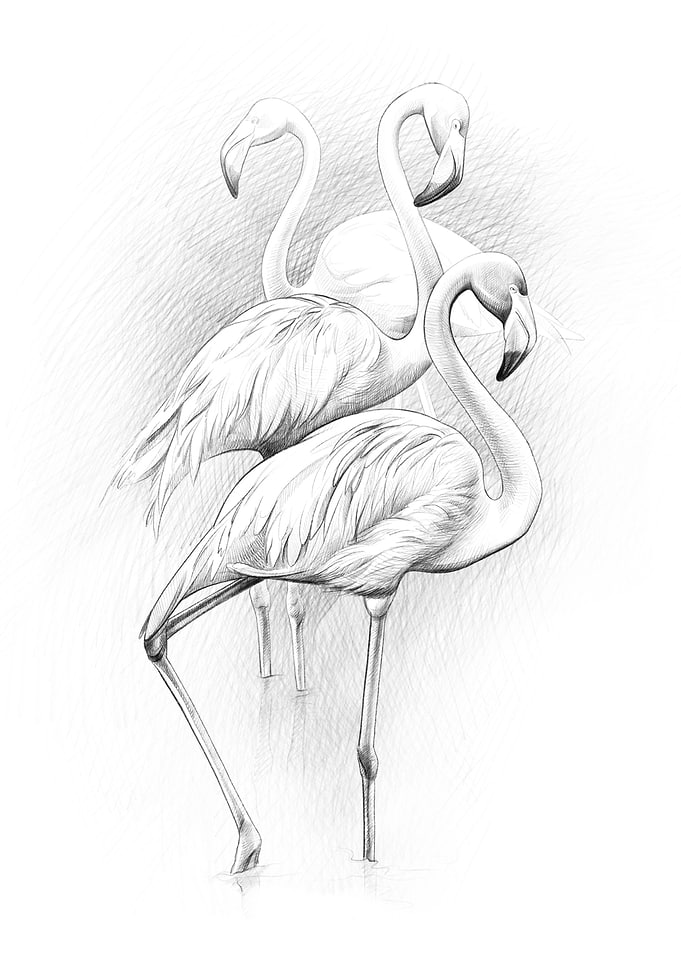 Caribbean flamingos