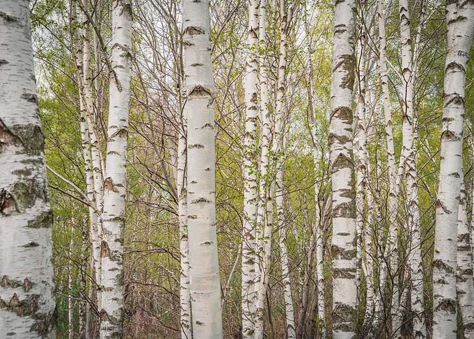 Birch Tree at Spring