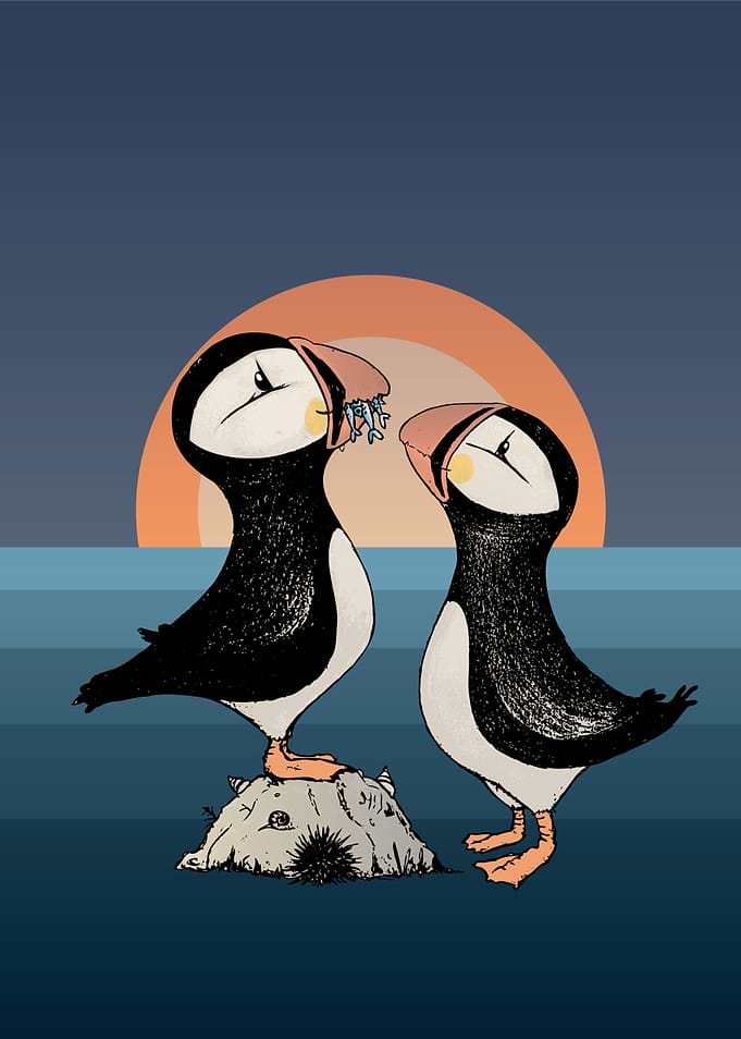 Puffins