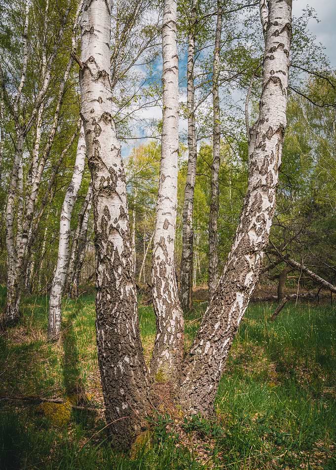 Birch at Spring