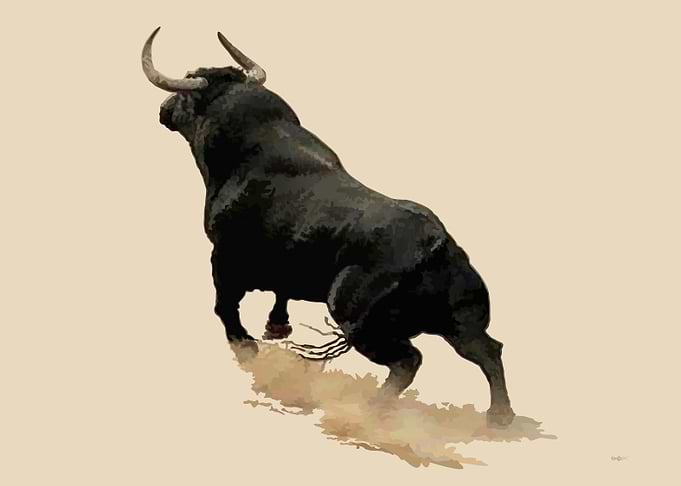 Black Bull