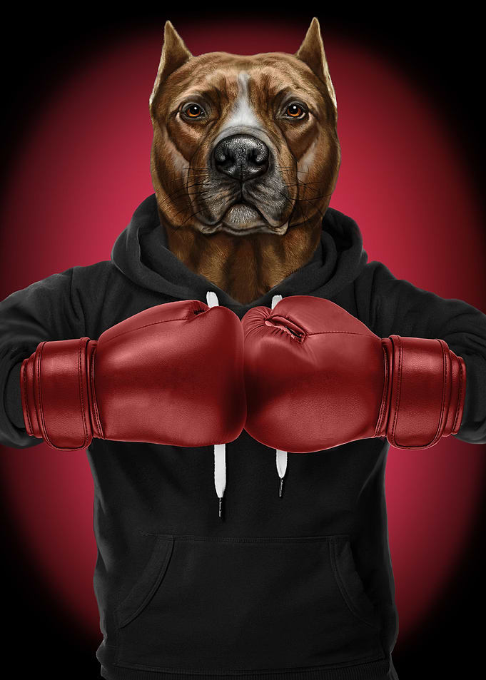 Boxer Pit Bull Terrier