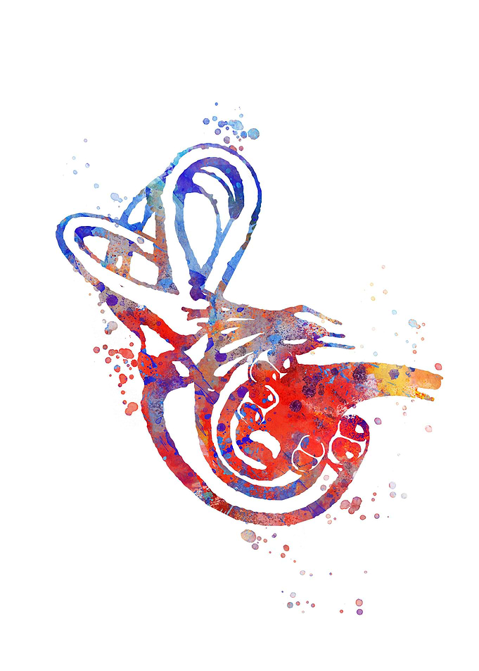 Cochlea of Inner ear