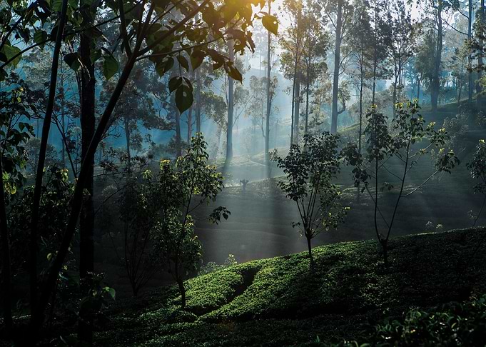 Tea Plantation Sri Lanka