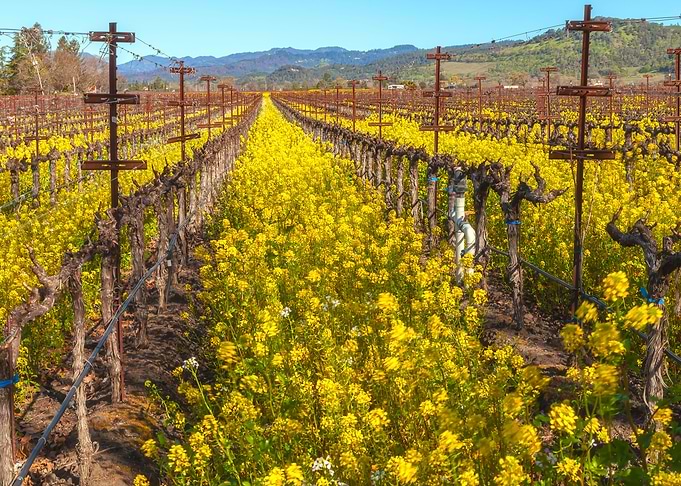 Mustard and Grapevines