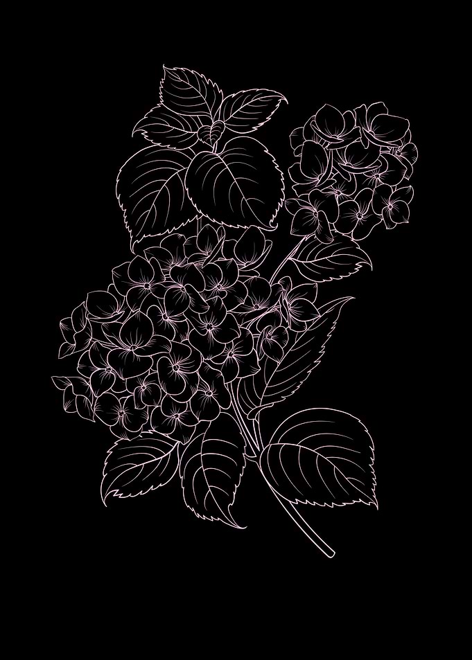Hydrangea Flower