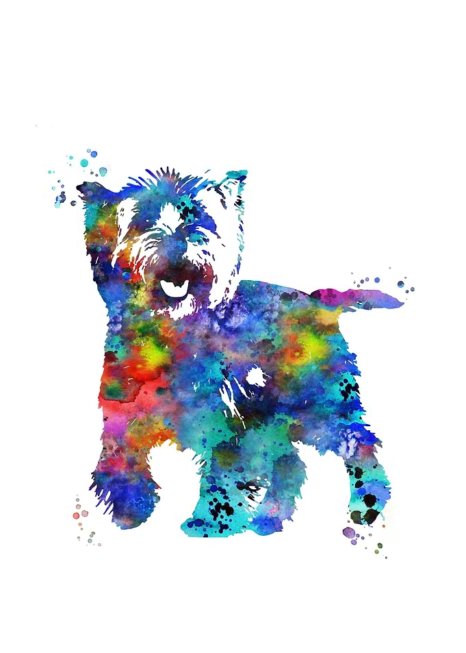 Cairn Terrier