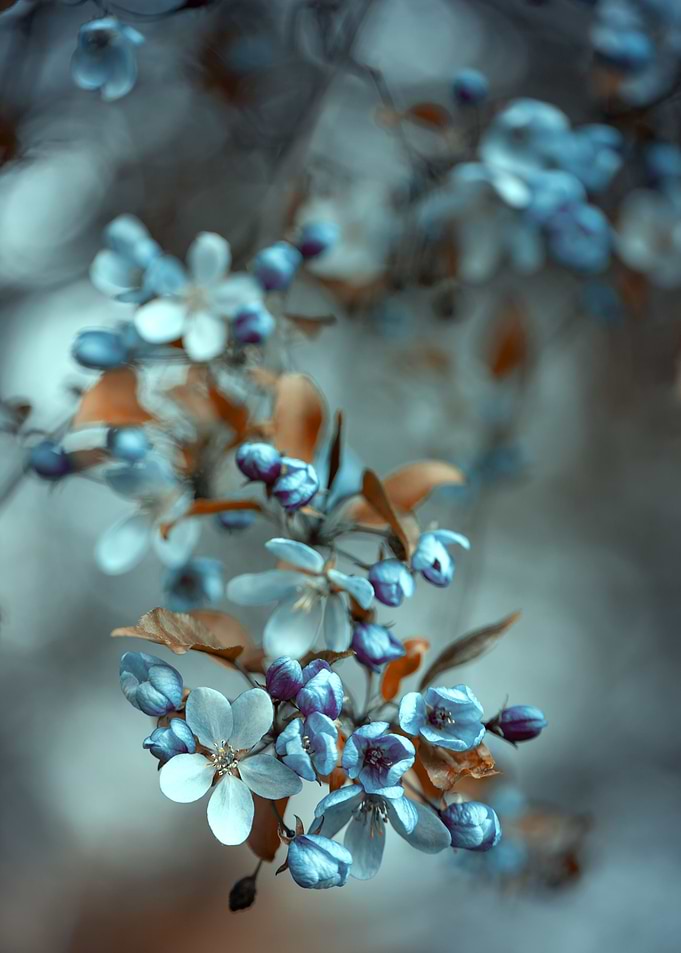 Blue cherry blossom flower