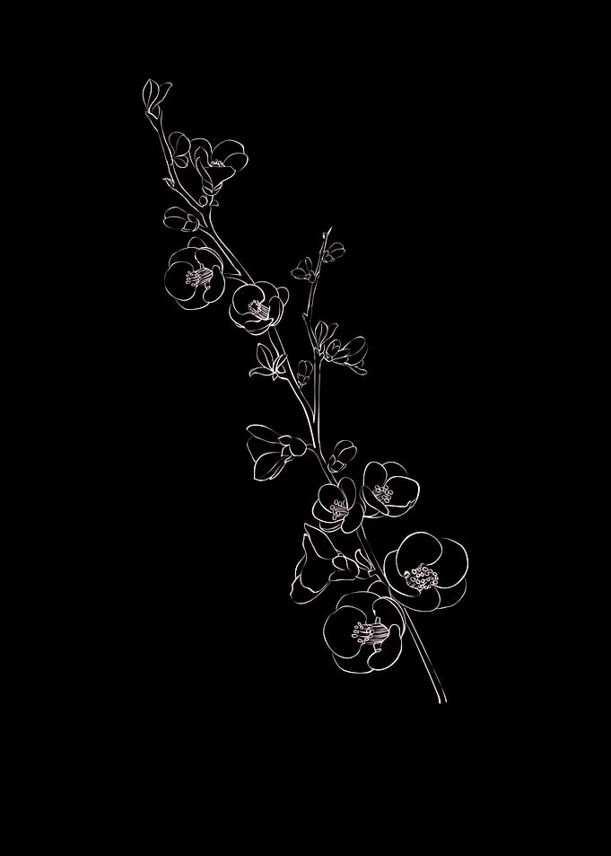 Cherry Blossom Flower