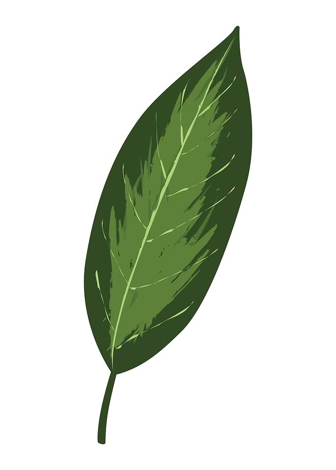 Leaf
