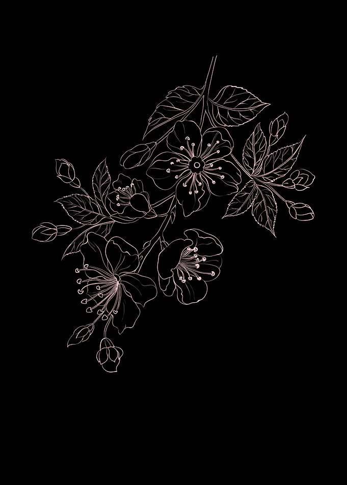 Cherry Blossom Flower