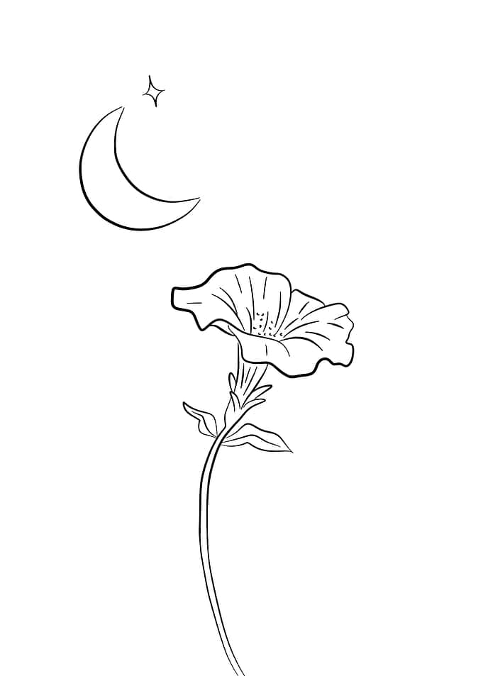Moonflower